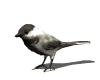 pardal imatges-animades-gif